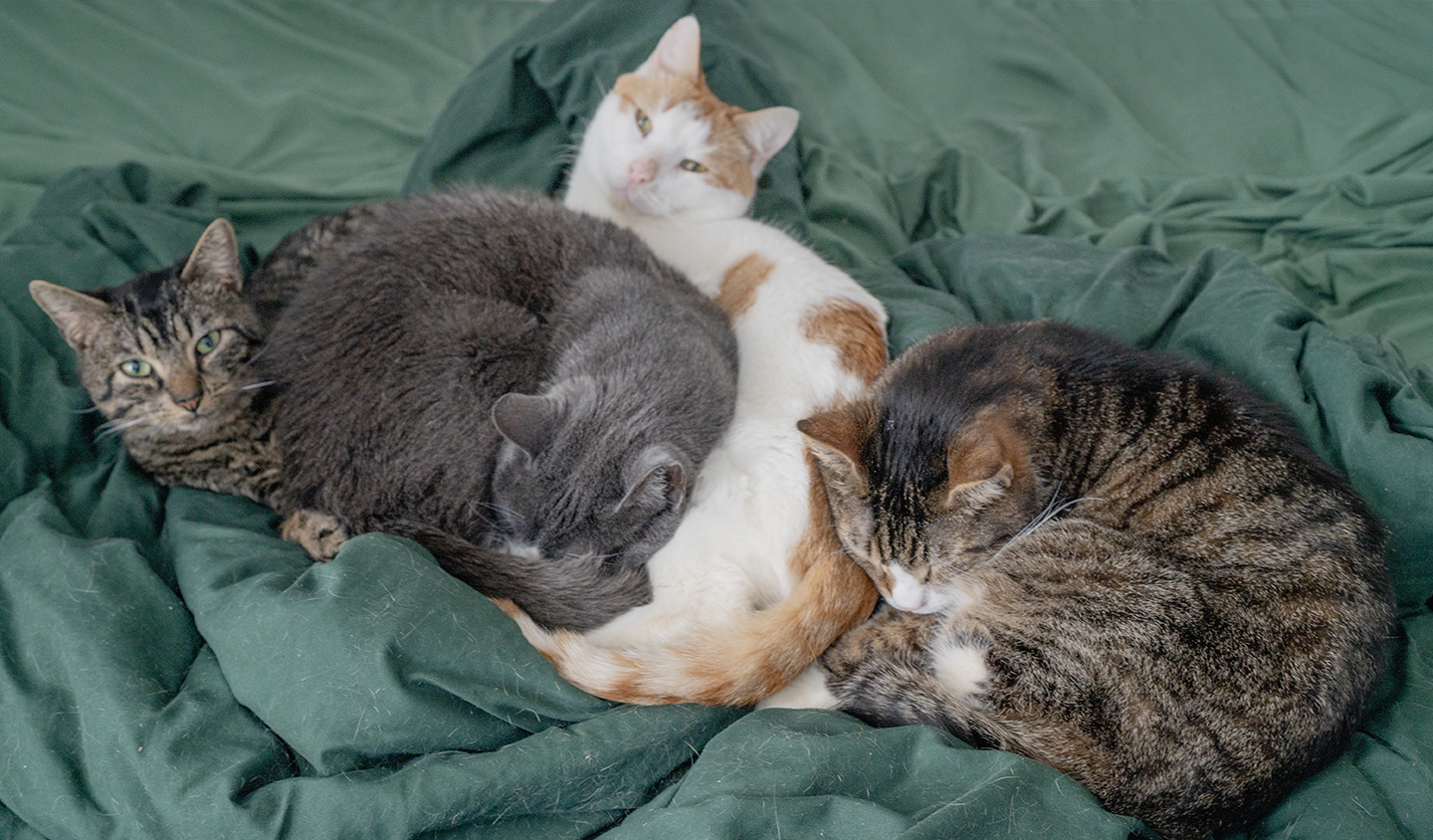 Senior Pet Home New YorkTop Cat Sanctuary cat photo